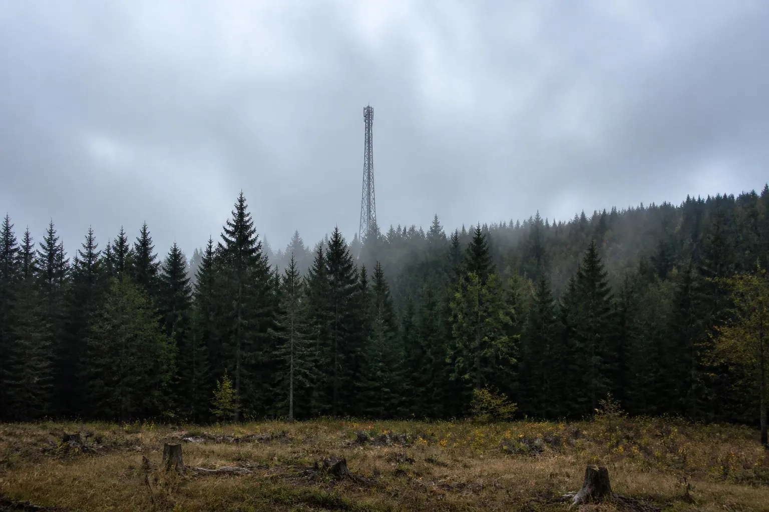 Pylône hertzien émergeant d'une forêt de sapins au sommet du Haut-Folin