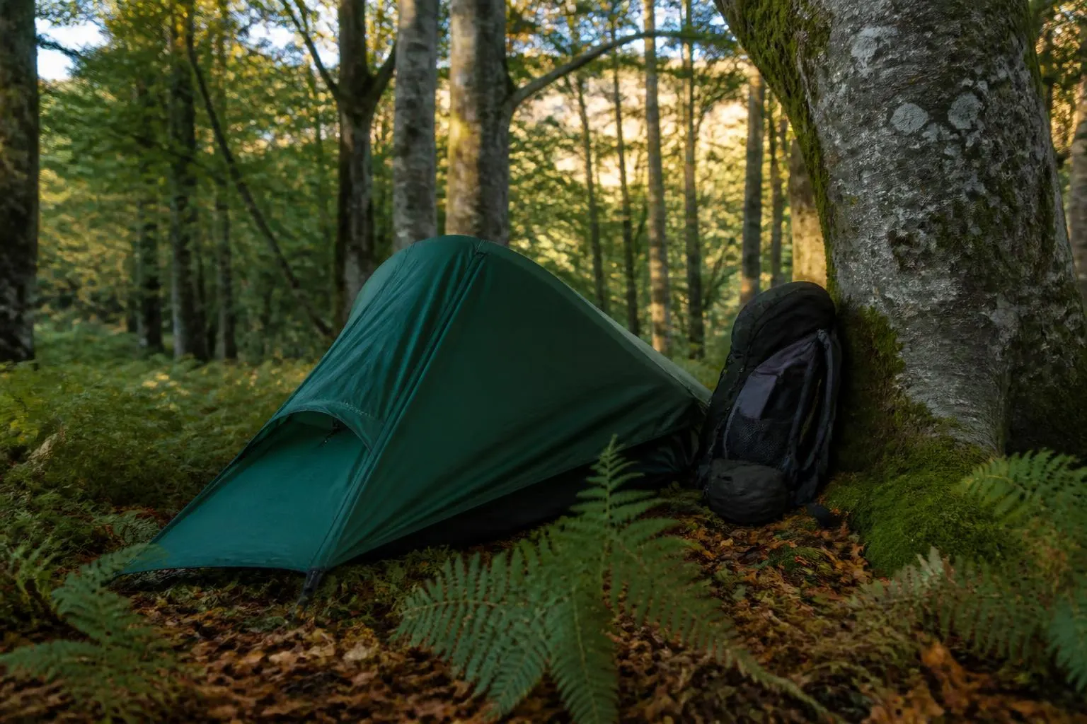 Tente basse montée à la lisière d'une hêtraie du Morvan, sac à dos posé contre un arbre