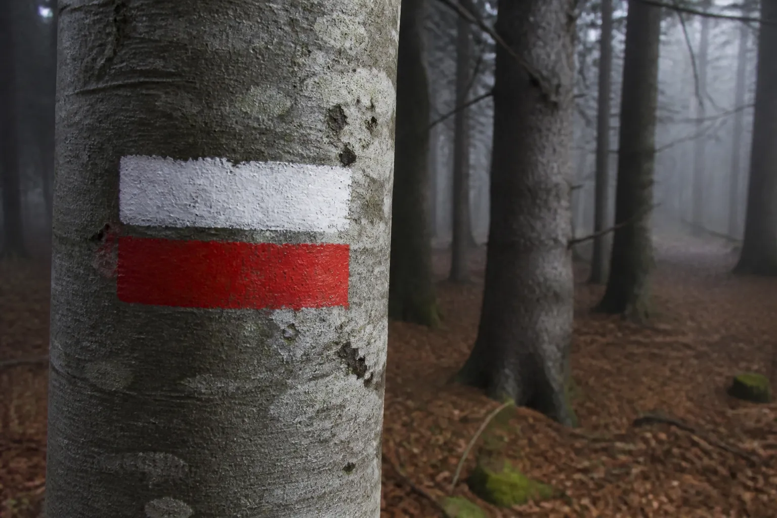 Marque blanche et rouge de GR peinte sur un tronc de hêtre, dans une forêt du Haut-Folin